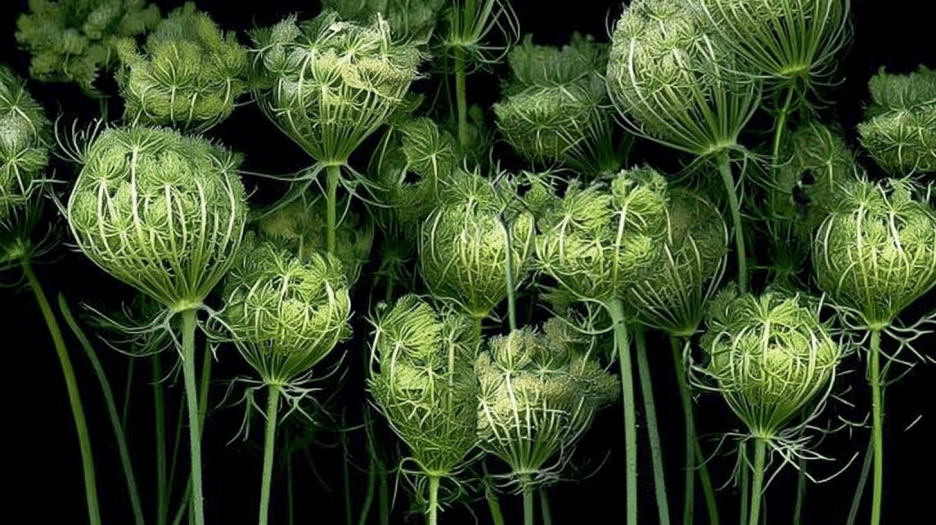 Whimsical Foliage