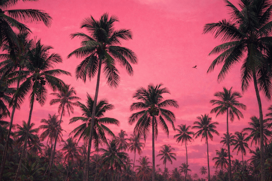 Tropical Twilight