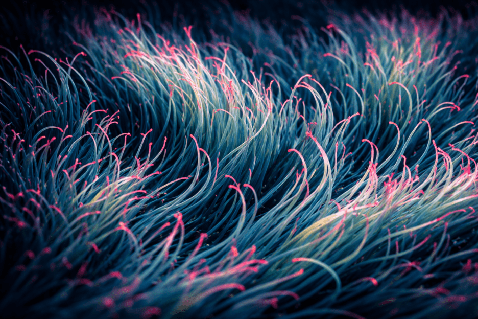 Twilight Meadow