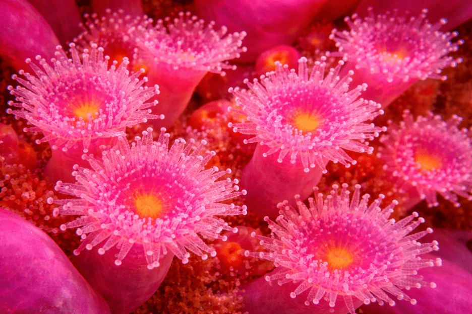 Halo Coral Blooms