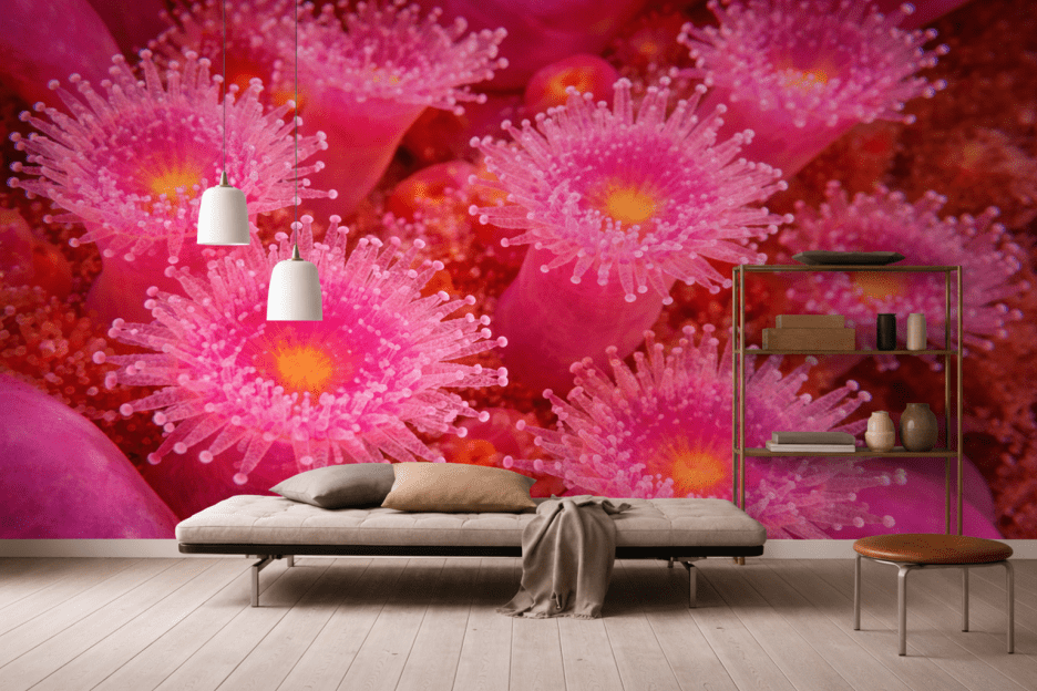Halo Coral Blooms
