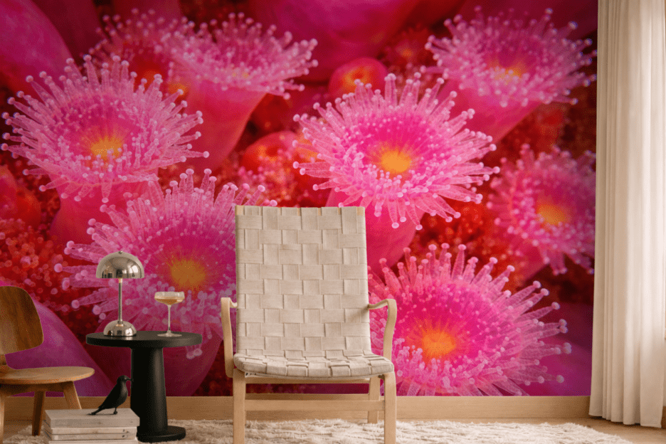 Halo Coral Blooms