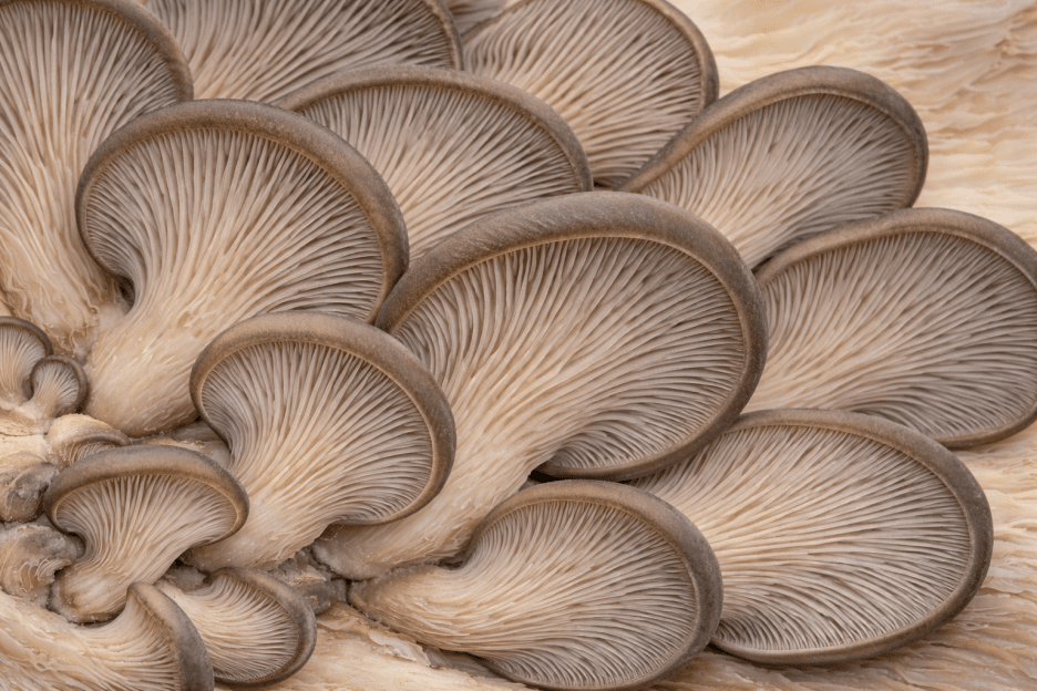 Mushroom Whisper