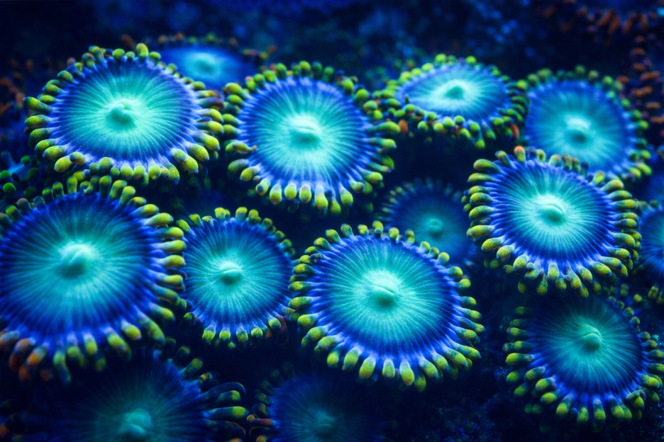 Coral Kaleidoscope