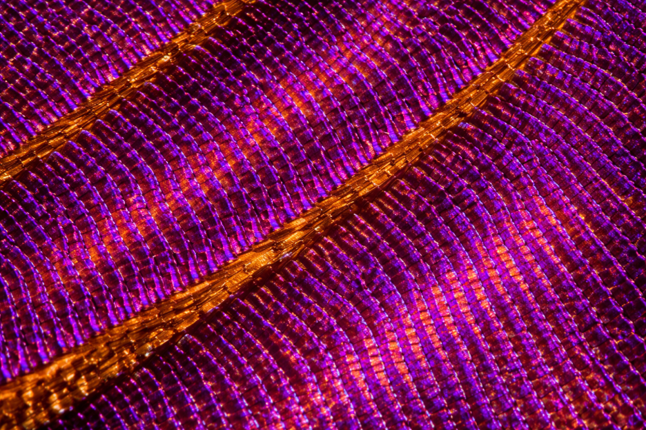 Silken Veil