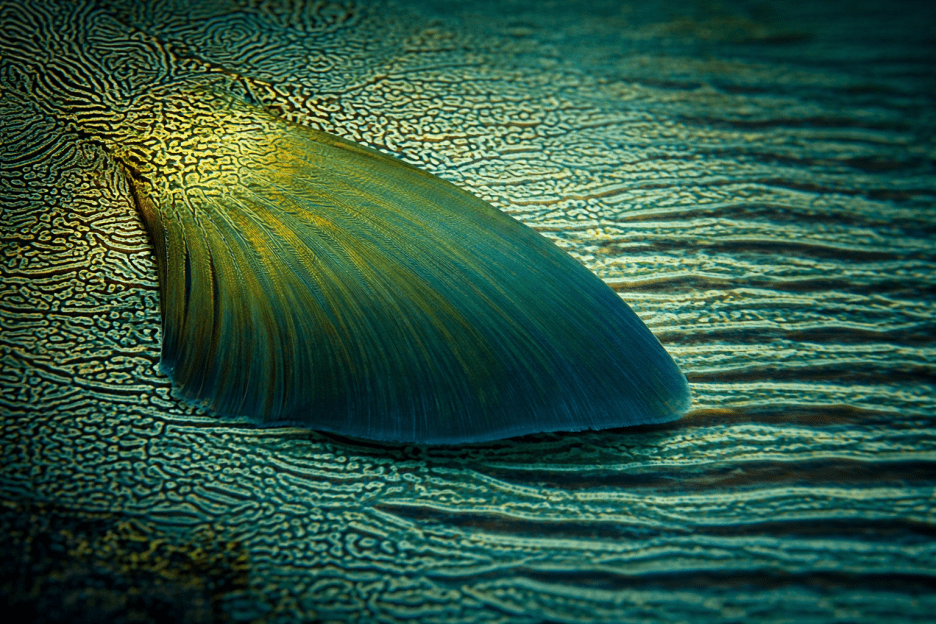 Iridescent Fin
