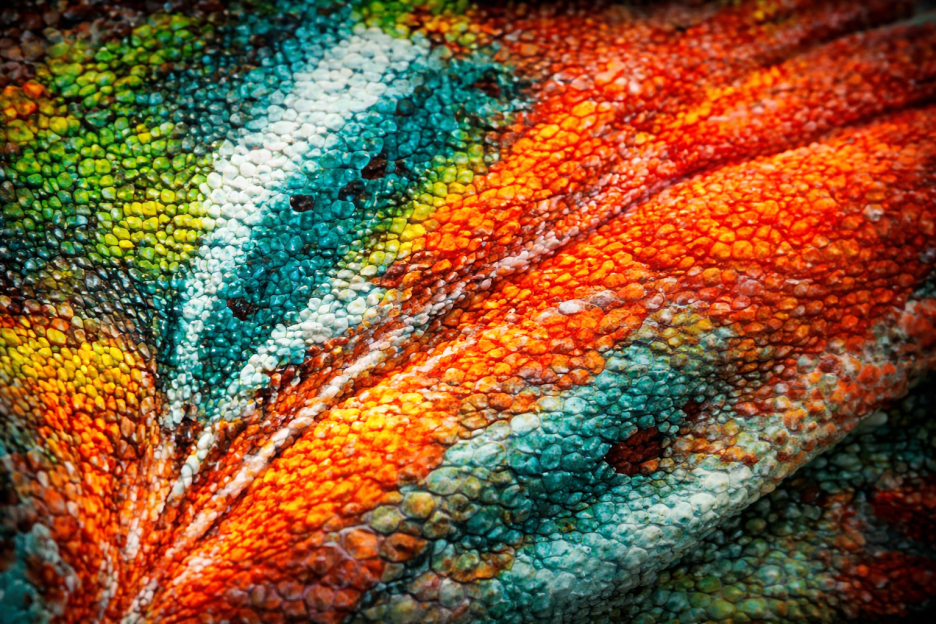 Iridescent Reptile Skin