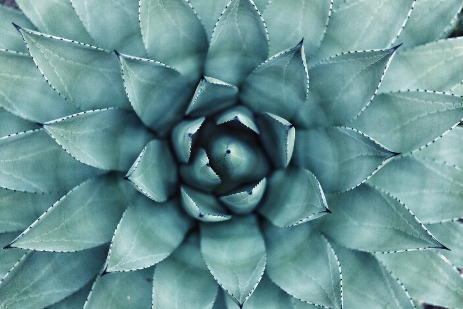 Spiral Succulent