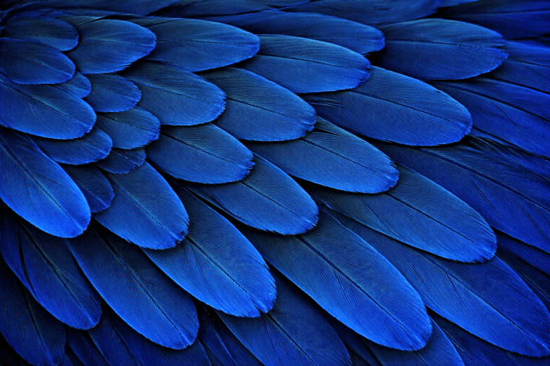Uploaded
wallpaper