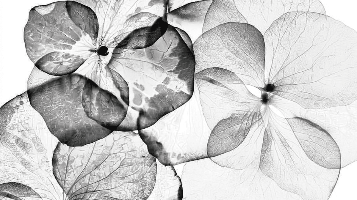 Fossilized Petals