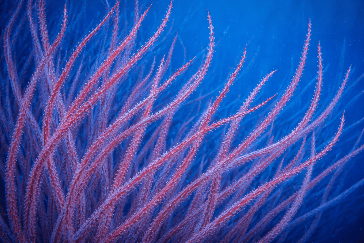 Coral Garden