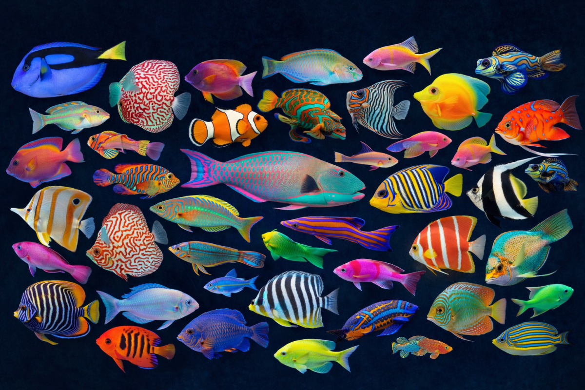 Vibrant Aquatic Mosaic