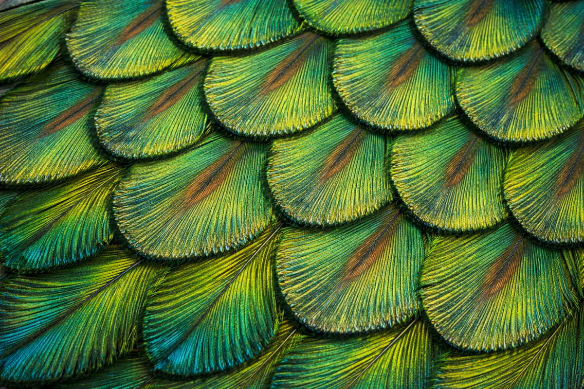 Verdant Plume