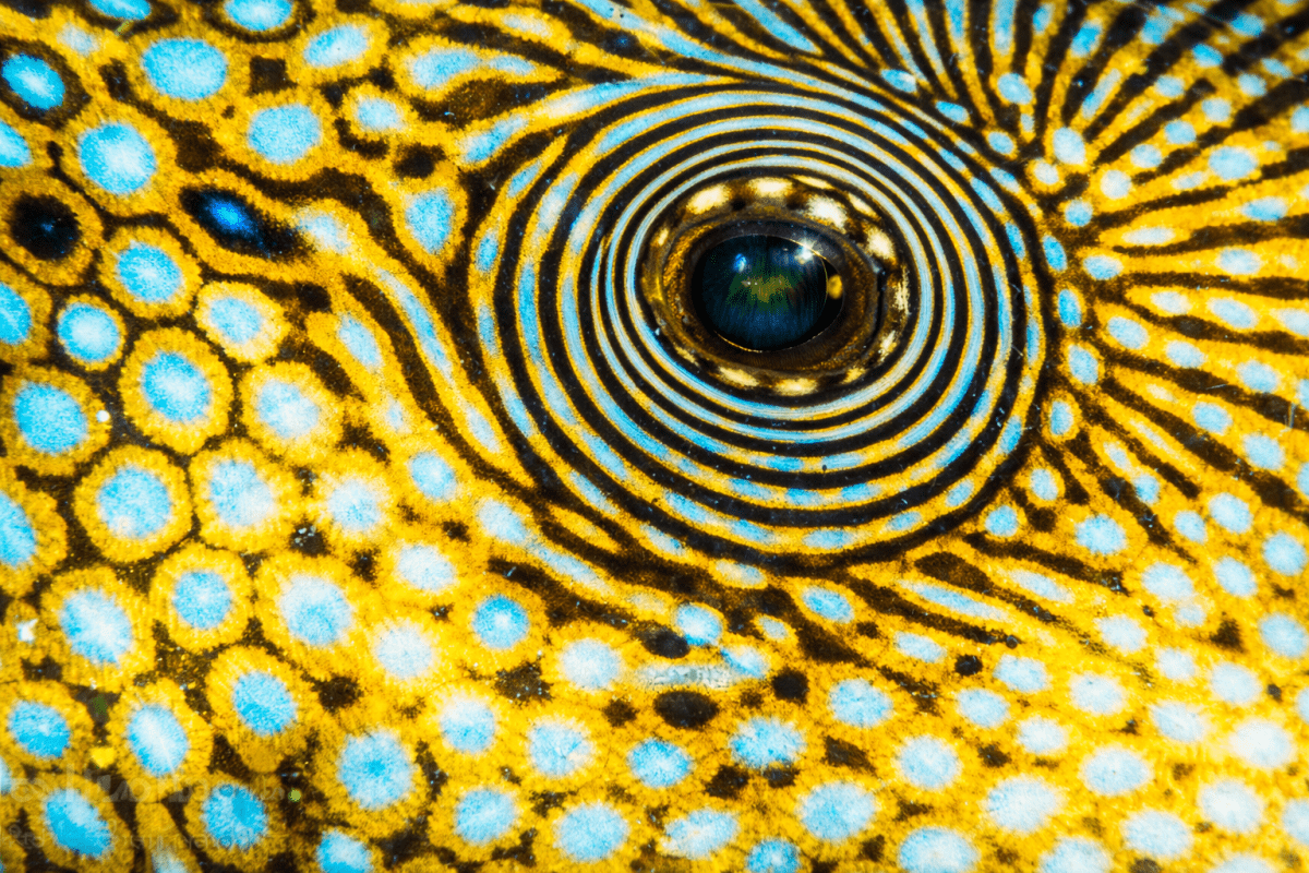 Rippled Mosaic