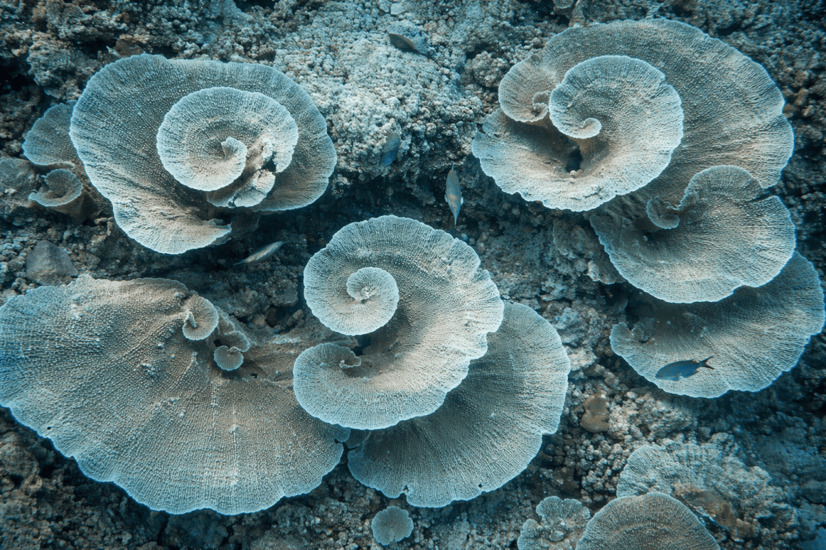 Whirlpool Reverie