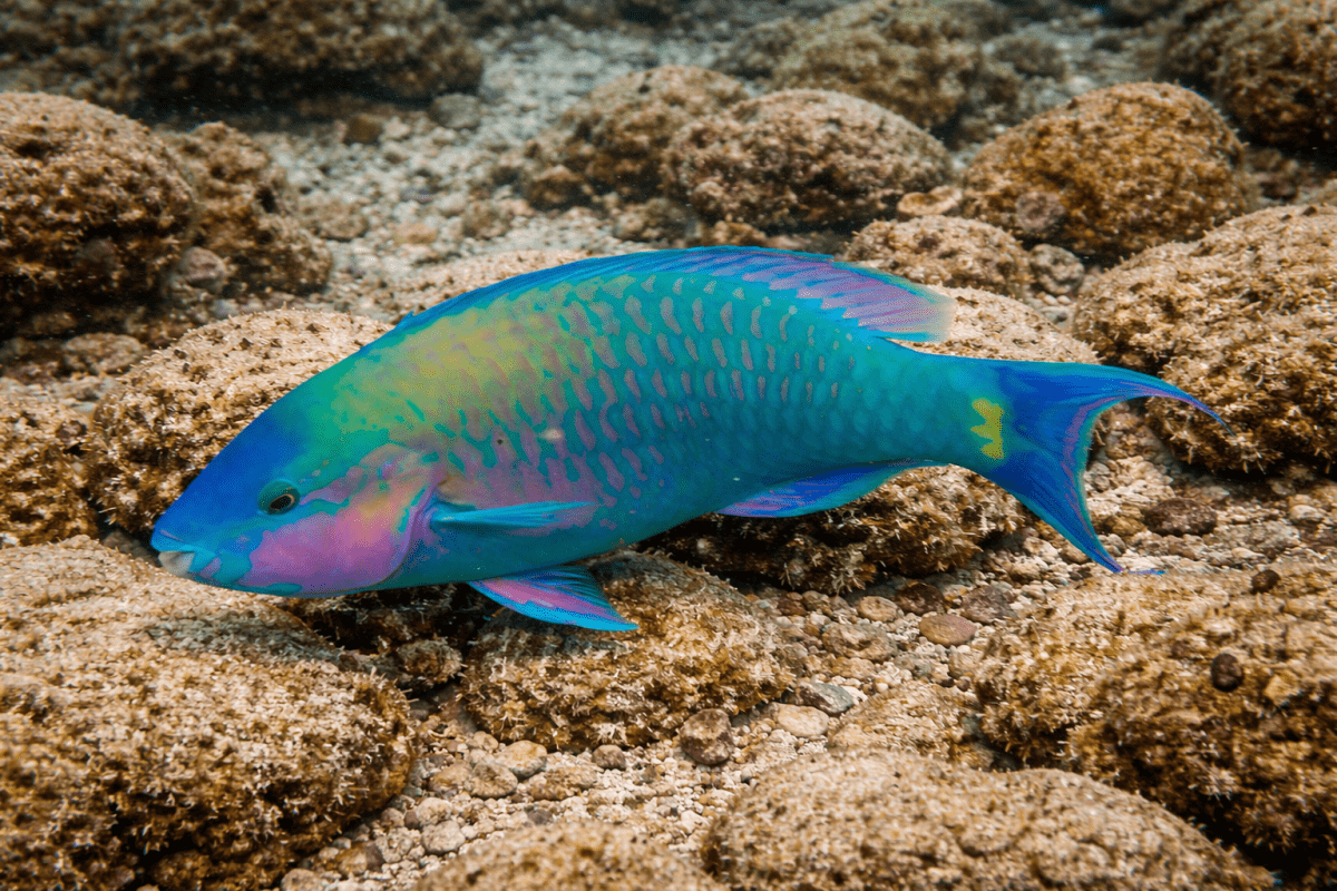 Tropical Reef Prism