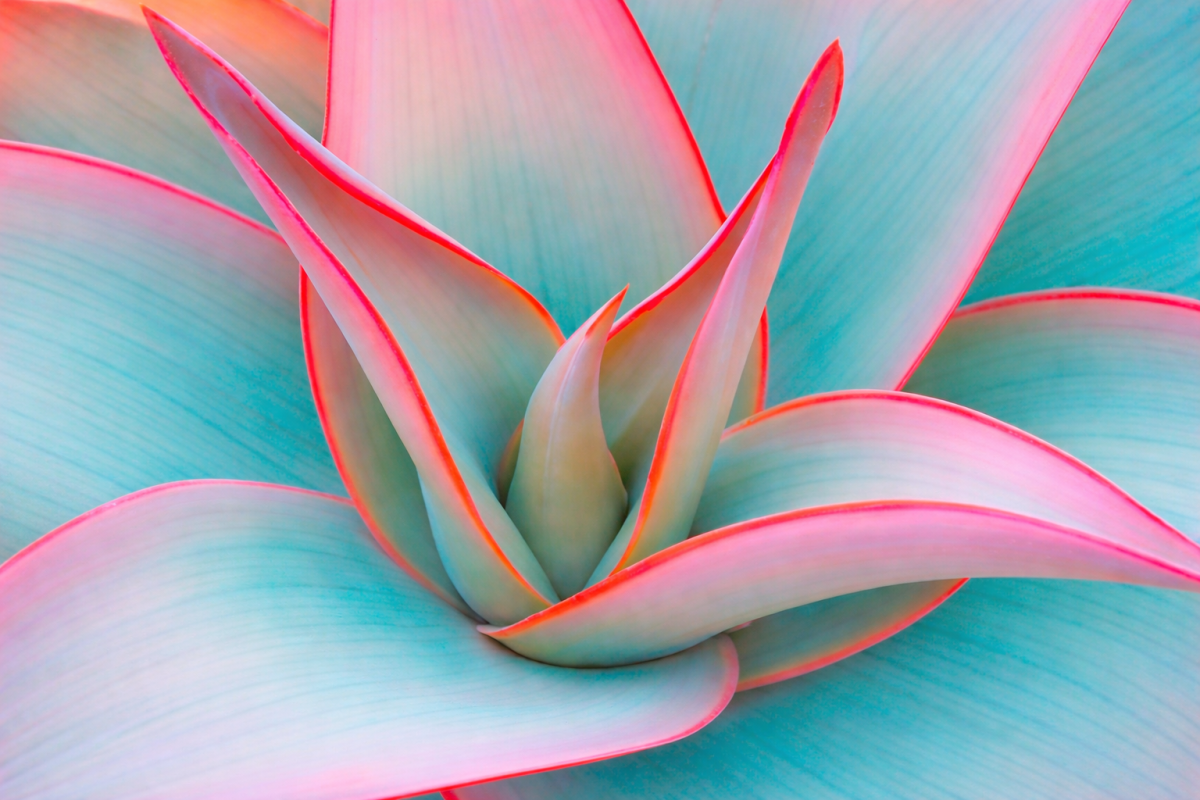 Succulent Glow