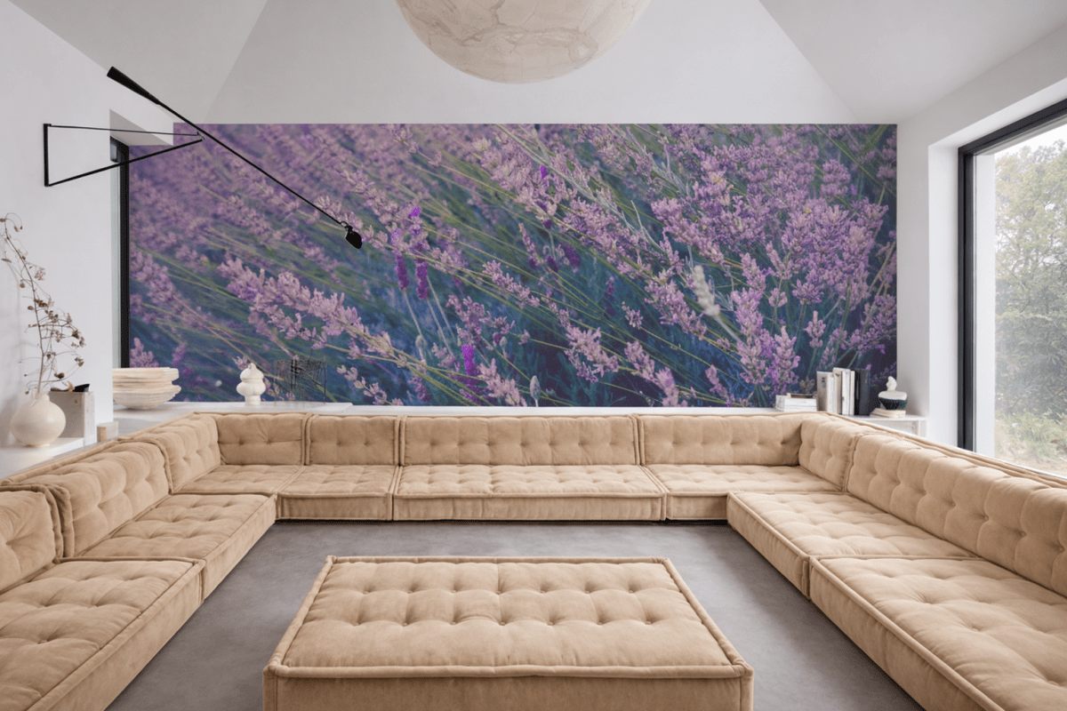 Lavender Fields